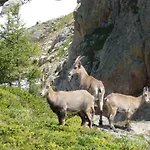 Capucine * Chamonix